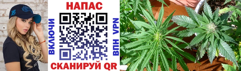 Купить где  Николаевск  Бошки марихуана OG Kush 